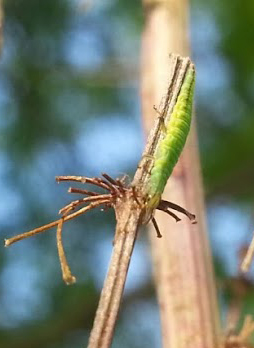 larva di Hypochrysa elegans (Chrysopidae)